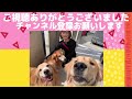 別れは突然に…さようなら。ありがとう。《three golden retrievers live in okinawa 》大型犬：多頭飼いぽい。すい。子犬のぴい。