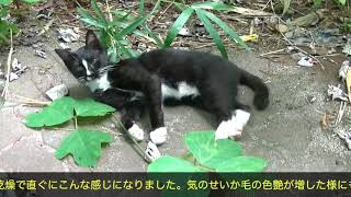 緊急　子猫を救え！③