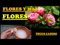 ABONO CASERO MÁGICO! Con SOLO 3 Ingredientes Más FLORACIÓN y Mucho mas Bonitas| Fertilizante Casero