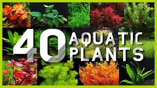 Types of Aquatic Plants for Aquarium