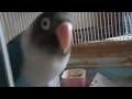 カメラを向けられて大はしゃぎのボタンインコ