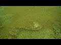 恐怖映像！！エイの死体に群がるヨコエビたち！　魚の死体をほとんど水中で見ない理由はこれか？！