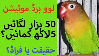 Love Bird mutation exposed | لو برڈ  میوٹیشن ایک فراڈ