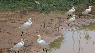 Easy Bird Trap - Creative Quick Unique Crane Trap From Bamboo