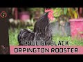 English Black Orpington Rooster (Gallus gallus domesticus): The Majestic Rooster of Heritage Beauty!