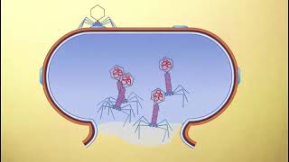 lambda phage replication cycle