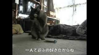 【Jean 0250】ジャンくんのお留守番を見ながら夫婦でナレーション　元野良猫の保護里親記録  Jean, a former stray cat.