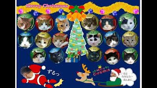 保護猫の楽園　12月２２日の無人ライブ　夜のポンハウスの社員達