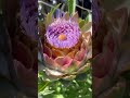 ARTICHOKE💮 🌿OPENING OF ITS STUNNING PURPLE FLOWERS🌸#SHORT