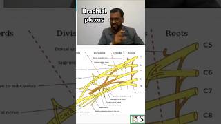 Brachial plexus #nursingcompetition #biology #science #neet #education #anatomy