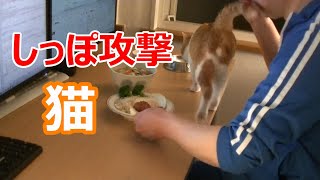 猫と一緒にご飯を食べるだけの動画「半額ハンバーグ」茶白猫のしっぽ攻撃