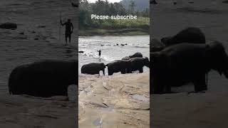 පින්නවල අලි නාගන්නේ මෙන්න මෙහෙමයි Pinnawala elephant orphanage Srilanka