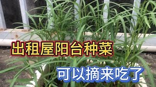 46岁的我在深圳过着边打工，边过田园生活，这样的日子你想过吗