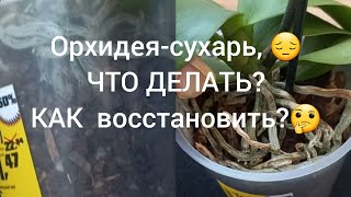 НЕ ДЕЛАЙТЕ ЭТО  Орхидея, с полностью пересушенной корневой😔. Что делать? Как помочь орхидеи?🤔