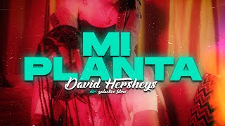 DAVID HERSHEYS - MI PLANTA (Video Official) DIR. @GalacticoFilms