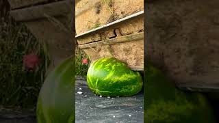 Excavator Squishing a Watermelon