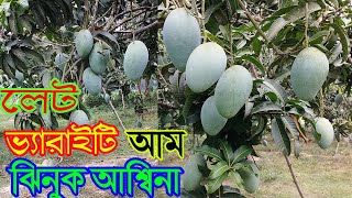 Asina Mango | লাস্ট ভ্যারাইটি আম | ঝিনুক আশ্বিনা  চাঁপাইনবাবগঞ্জের কাঙ্খিত জাত | বিলম্বে পাকা আম |