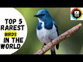 Top 5 Rarest Birds You’ve Never Heard Of – Mind-Blowing Facts!    Rare Birds@ExtraInfo14 #rarebirds