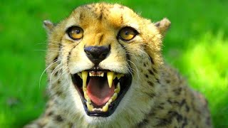 Cheetah Leopard Feline |Cheetah Predator Dangerous | Asiatic Cheetah