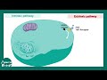 apoptosis intrinsic and extrinsic pathway usmle step 1 pathology