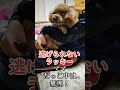 怒りのラッキー！ハーネスを付けようとすると咬みます トイプードル 犬 dog lucky funny kawaii かわいい