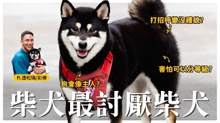 柴犬最討厭的，就是柴犬？ft.唐松瑞｜熊爸估狗