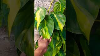 Philodendron Brasil | Pangijon | Tropical Plants