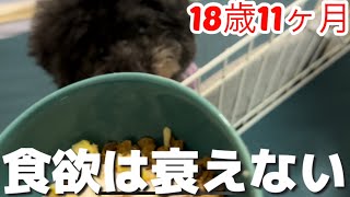 【トイプードル 18歳】もうすぐ19歳のミッキー！18歳11ヶ月になっても食欲は衰えません！ ＃シニア犬 ＃高齢犬 ＃老犬