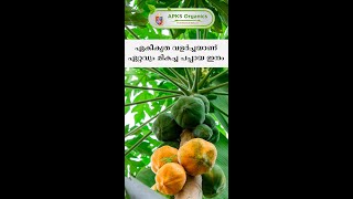 [Malayalam]Use our organic fertilizer for more papaya yield.