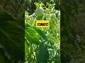 tomato tomato plants gardening garden farming agriculture shorts