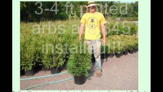 Craigslist Columbus Area Trees and Shrubs for Privacy Direct From Grower