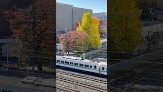 【フリー動画】紅葉と185系C1編成・修学旅行列車（ショート動画用）