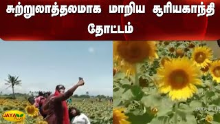 சுற்றுலாத்தலமாக மாறிய சூரியகாந்தி தோட்டம் | Nellai | SunFlower | Tourist