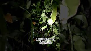 V_20240716_190623_火龍果花開