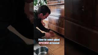 How To Catch Giant Spiders Short