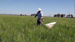 How to use a sweep net to sample for insect pests