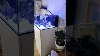 the perfect all in one aquarium reefcasa.com