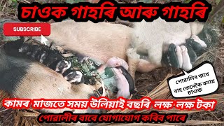 গাহৰি আৰু গাহৰি চাওক এই ভিডিঅটিত || গাহৰিয়ে পোৱালি জগাবলৈ কেনেকৈ বাহঁ সাজে || বছৰি লক্ষ লক্ষ টকা