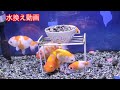 丸物金魚水槽 　週に２回こんな感じで水換えしています。らんちゅう水槽　撮影しながら水換えしました… goidfish