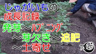 庭013 じゃがいもの成長記録1 発芽～ﾊﾌﾟﾆﾝｸﾞ～芽欠き～追肥～土寄せ作業