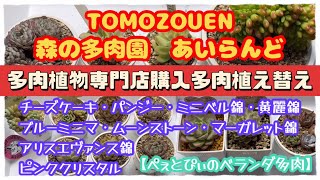 【多肉植物】TOMOZOUEN❤️森の多肉園❤️あいらんど❤️多肉専門店巡りで出会った子達の植え替え(*´ー｀*)ロマン多肉あり⁉️