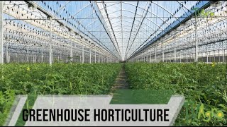 Tomato production Networks under Greenhouse at Almeria (Eng Sub) - TvAgro By Juan Gonzalo Angel