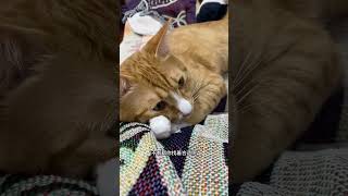 孩子大了，杂念多了铲屎瓜和橘猫的日常 荣哥猫