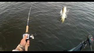 awesome musky topwater action