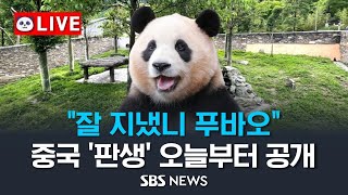[🐼푸바오 LIVE] "그동안 잘 지냈니" 푸바오, 중국 '판생' 오늘부터 공개 / SBS