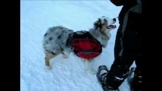 Blue Merle Australian Shepherd Puppy Snowshoeing