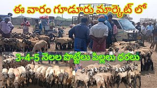 ఈ వారం 7-2-2025 గూడూరు సంతలో 3-4-5 నెలల పొట్టేలు పిల్లలు ధరలు#gudur sheep 🐑 goats 🐐 market