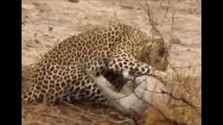 Warthog was trampled by the fierce cheetah lock throat killed, hyenas  digging anal