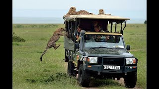 Lion and Zebras in Mikumi National Park | Adventurous trip | Tanzania