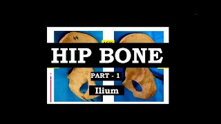 Hip Bone II Part -1 II Ilium bone (demonstration)